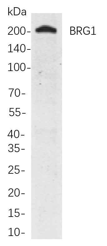 Anti-Human/Rat BRG1 Antibody [B837] - ABMIUM