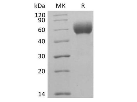 > 95 % as determined by reducing SDS-PAGE.