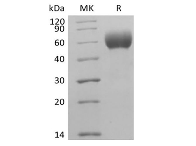 > 95 % as determined by reducing SDS-PAGE.