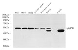 Western Blot analysis of various samples using MMP13 Polyclonal Antibody at dilution of 1:800.