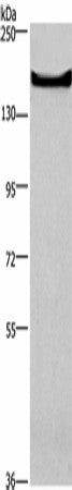 Anti-Human/Mouse GPR124 Antibody - ABMIUM