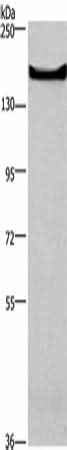 Anti-Human/Mouse GPR124 Antibody