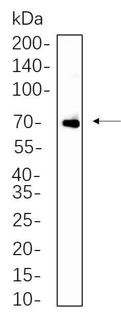 Anti-Human/Mouse/Rat ZAP-70 Antibody [B577] - ABMIUM