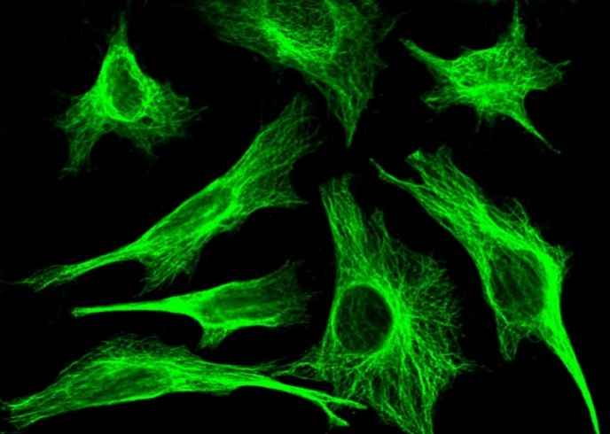 Anti-Human MID1IP1 Antibody [A1242] - ABMIUM