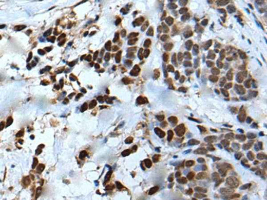 Anti-Human VEZT Antibody