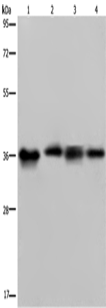 Anti-Human JAM-A Antibody - ABMIUM