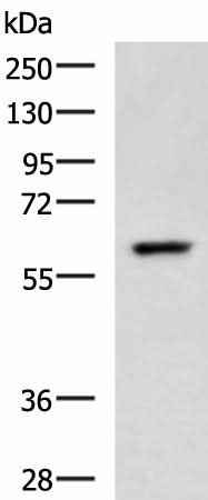 Anti-Human/Mouse TERF1 Antibody
