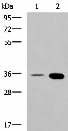 Western blot analysis of HepG2 cell and Mouse brain tissue lysates using MAF Polyclonal Antibody at dilution of 1:550
