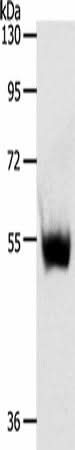 Western blot analysis of Mouse thymus tissue using SLC30A6 Polyclonal Antibody at dilution of 1:223