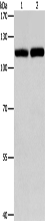 Anti-Human/Mouse TLR3 Antibody - ABMIUM