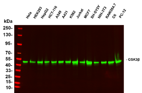 Anti-Human/Mouse/Rat/Rabbit GSK3β Antibody [B1072] - ABMIUM