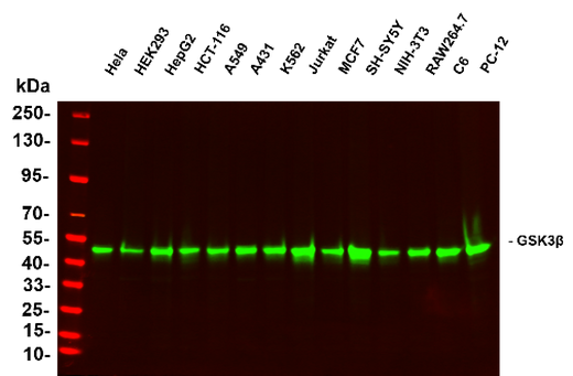 Anti-Human/Mouse/Rat/Rabbit GSK3β Antibody [B1072] - ABMIUM