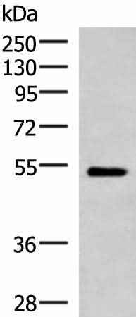 Anti-Human/Mouse/Rat FUCA2 Antibody