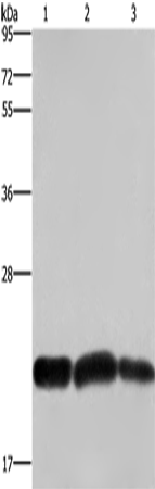 Anti-Human/Mouse CBX3 Antibody - ABMIUM