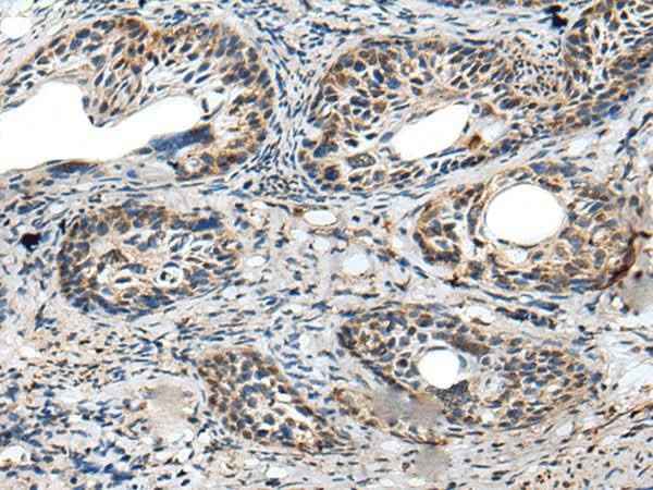 Anti-Human/Mouse/Rat PRNP Antibody