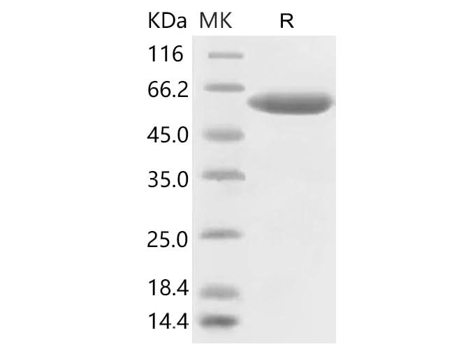 > 95 % as determined by reducing SDS-PAGE.