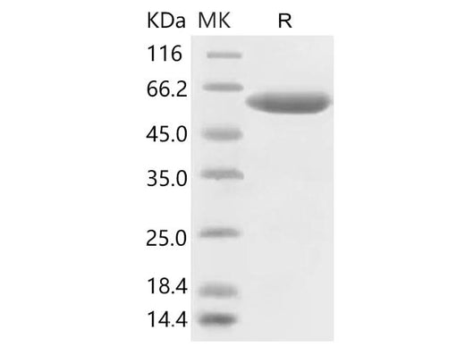 > 95 % as determined by reducing SDS-PAGE.