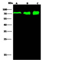 Anti-Human PPM1G Antibody [B320]