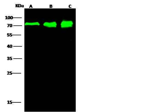 Anti-Human PPM1G Antibody [B320] - ABMIUM