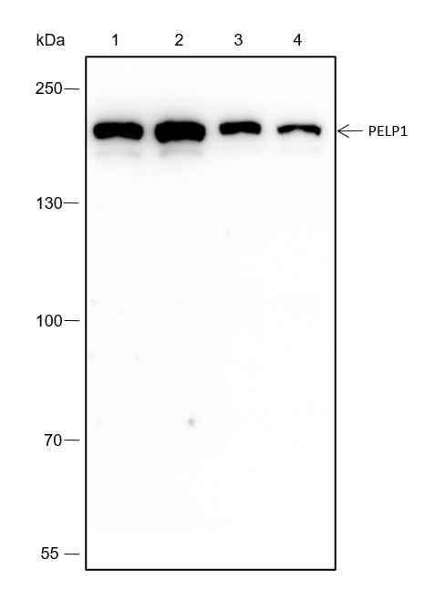 Anti-Human PELP1 Antibody [A328] - ABMIUM