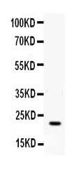 Anti-IFN gamma Antibody Picoband® Boster Bio
