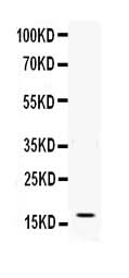 Anti-IFN gamma Antibody Picoband® Boster Bio