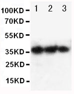 Anti-EPO/Erythropoietin Antibody Picoband® Boster Bio
