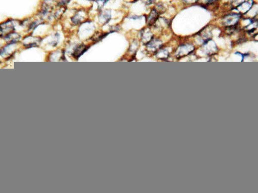 Anti-Fibroblast growth factor 1 FGF1 Antibody Picoband® Boster Bio