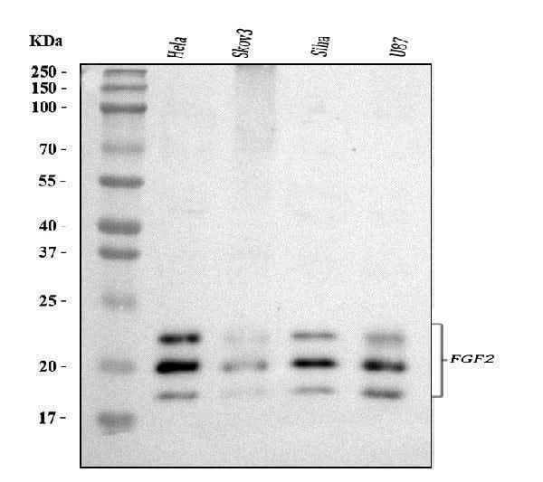 Anti-Fibroblast growth factor 2 FGF2 Antibody Picoband® Boster Bio