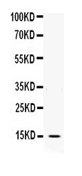 Anti-Interleukin-3 IL3 Antibody Picoband® Boster Bio
