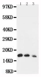 Anti-Interleukin-7 IL7 Antibody Picoband® Boster Bio