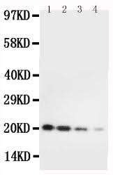 Anti-Interleukin-10 IL10 Antibody Picoband® Boster Bio