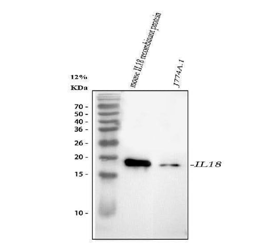 Anti-Interleukin-18 IL18 Antibody Picoband® Boster Bio