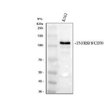 Anti-CD30/TNFRSF8 Antibody Picoband® Boster Bio