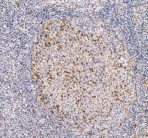 Anti-PD1/PDCD1 Antibody Picoband® Boster Bio