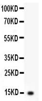 Anti-Interleukin-3 IL3 Antibody Picoband® Boster Bio