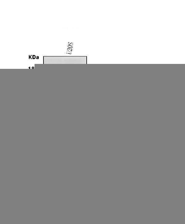 Anti-CD146/MCAM Antibody Picoband® Boster Bio