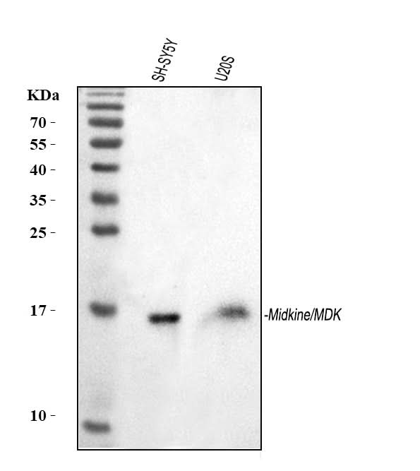 Anti-Midkine/MDK Antibody Picoband® Boster Bio
