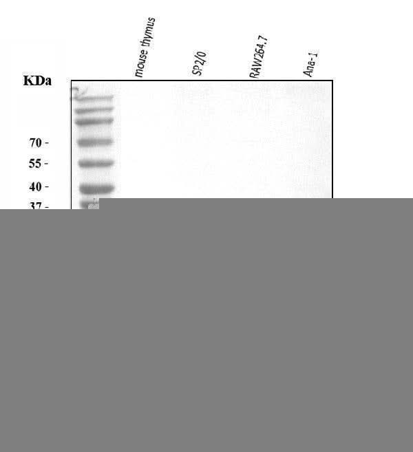 Anti-Survivin/BIRC5 Antibody Picoband® Boster Bio