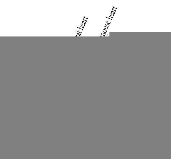 Anti-SERCA2 ATPase/ATP2A2 Antibody Picoband® Boster Bio