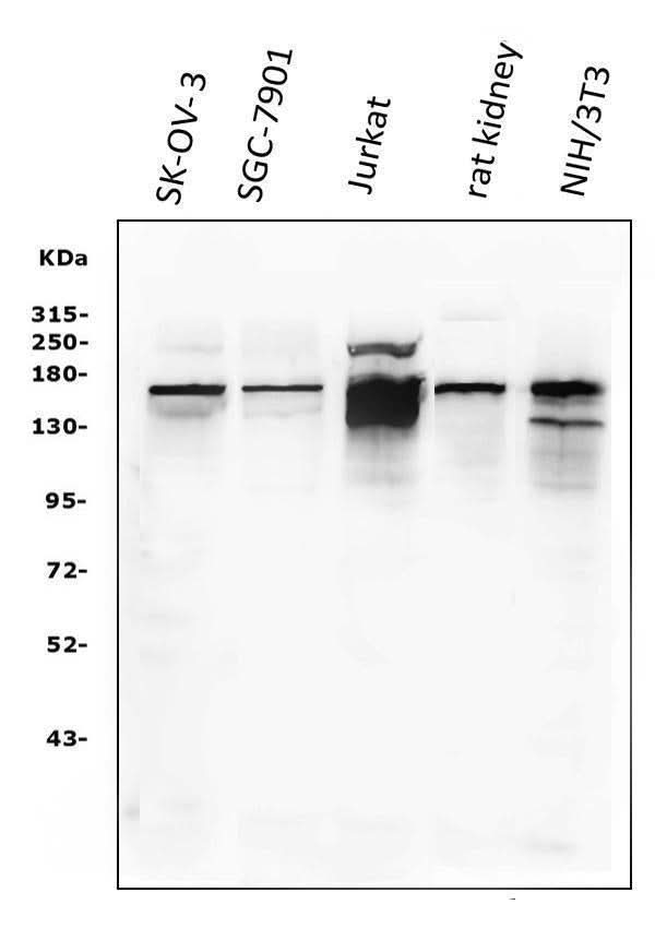 Anti-KAT13A/SRC1/NCOA1 Antibody Picoband® Boster Bio