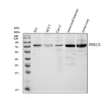 Anti-PKC delta/PRKCD Antibody Picoband® Boster Bio