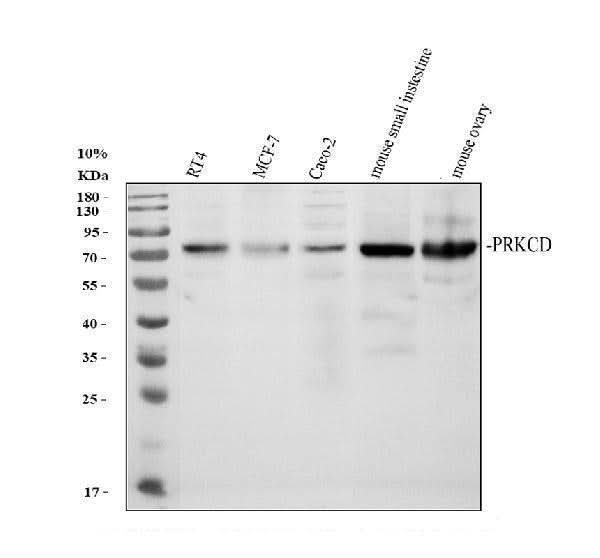 Anti-PKC delta/PRKCD Antibody Picoband® Boster Bio