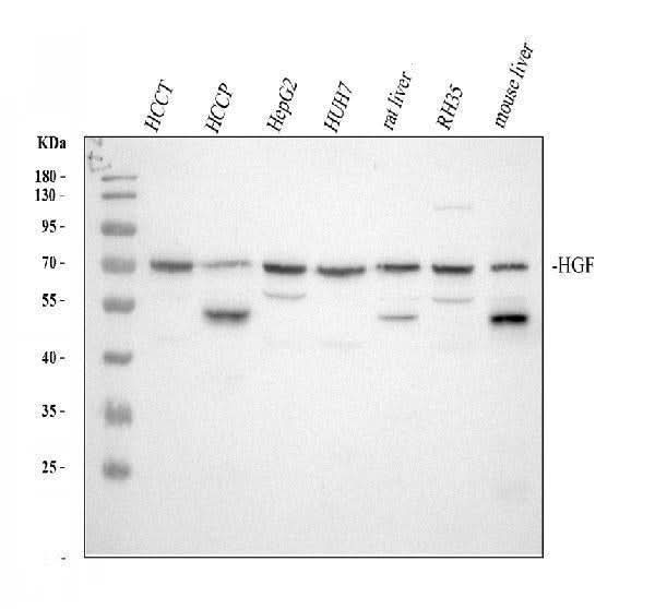 Anti-Hepatocyte growth factor HGF Antibody Picoband® Boster Bio