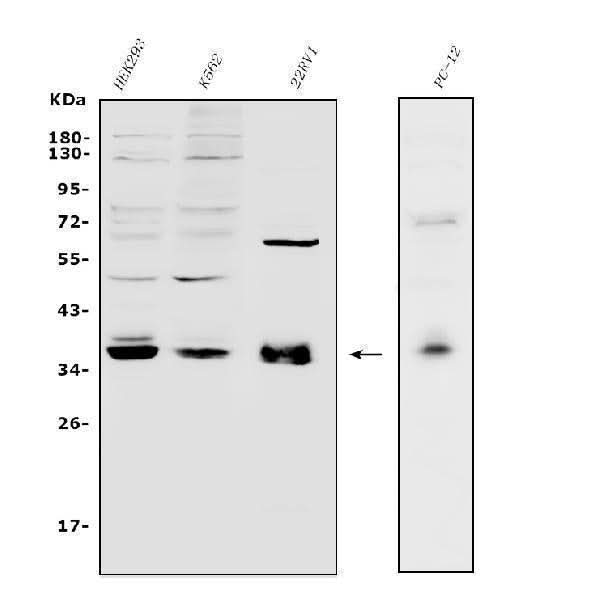 Anti-Transcription factor MafA MAFA Antibody Picoband® Boster Bio