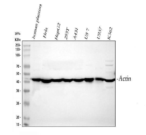 Anti-Actin/ACTA1 Antibody Picoband® Boster Bio