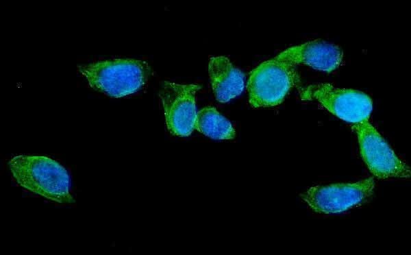 Anti-AGFG1 Antibody Picoband® Boster Bio