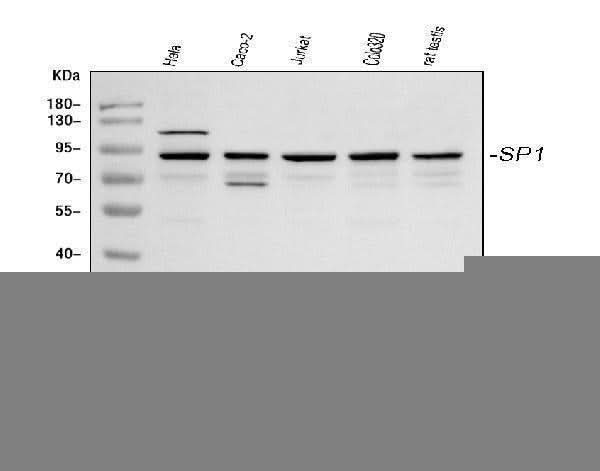 Anti-Transcription factor Sp1 SP1 Antibody Picoband® Boster Bio