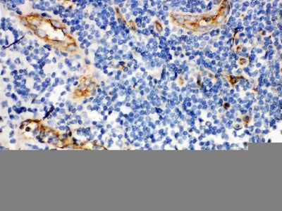 Anti-CD59 glycoprotein CD59 Antibody Picoband® Boster Bio