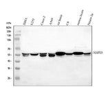 Anti-JNK2/MAPK9 Antibody Picoband® Boster Bio